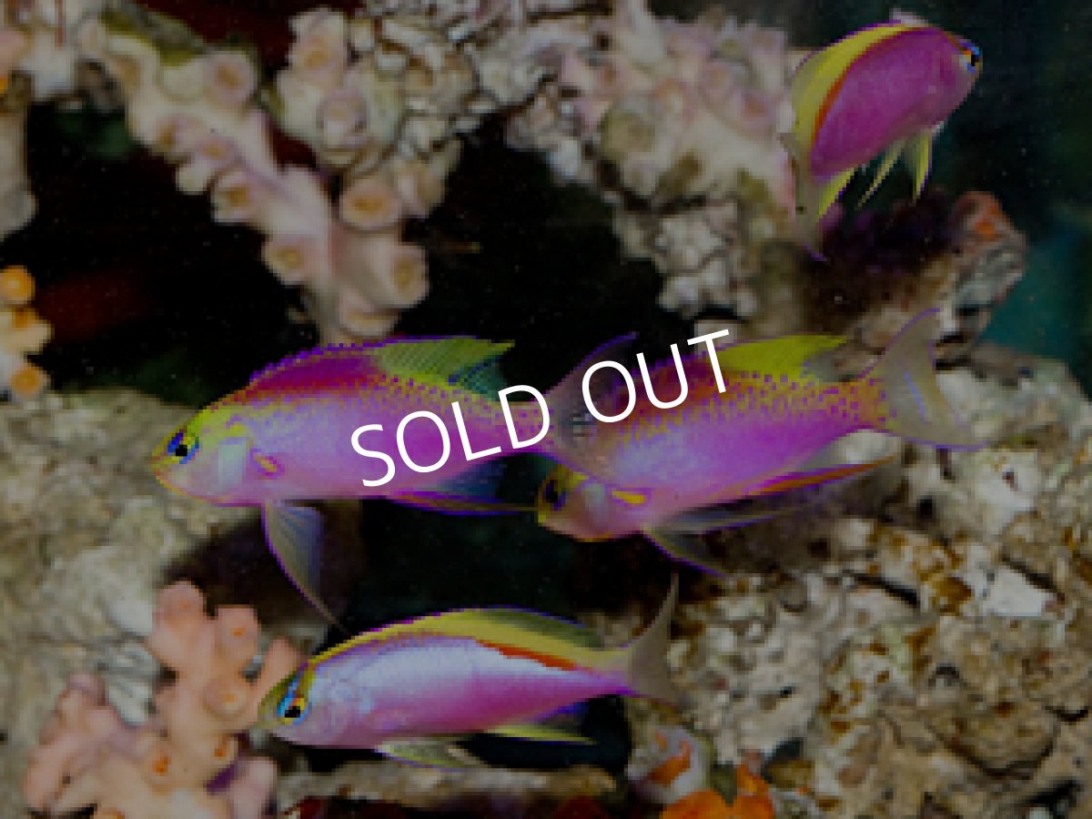 画像2: クック産 ベントラリスアンティアス トリオ (2)