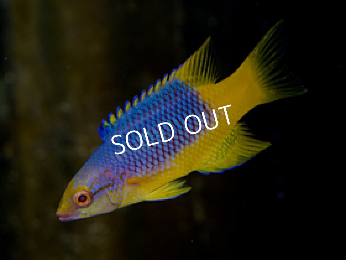 画像2: スパニッシュホグフィッシュ (2)