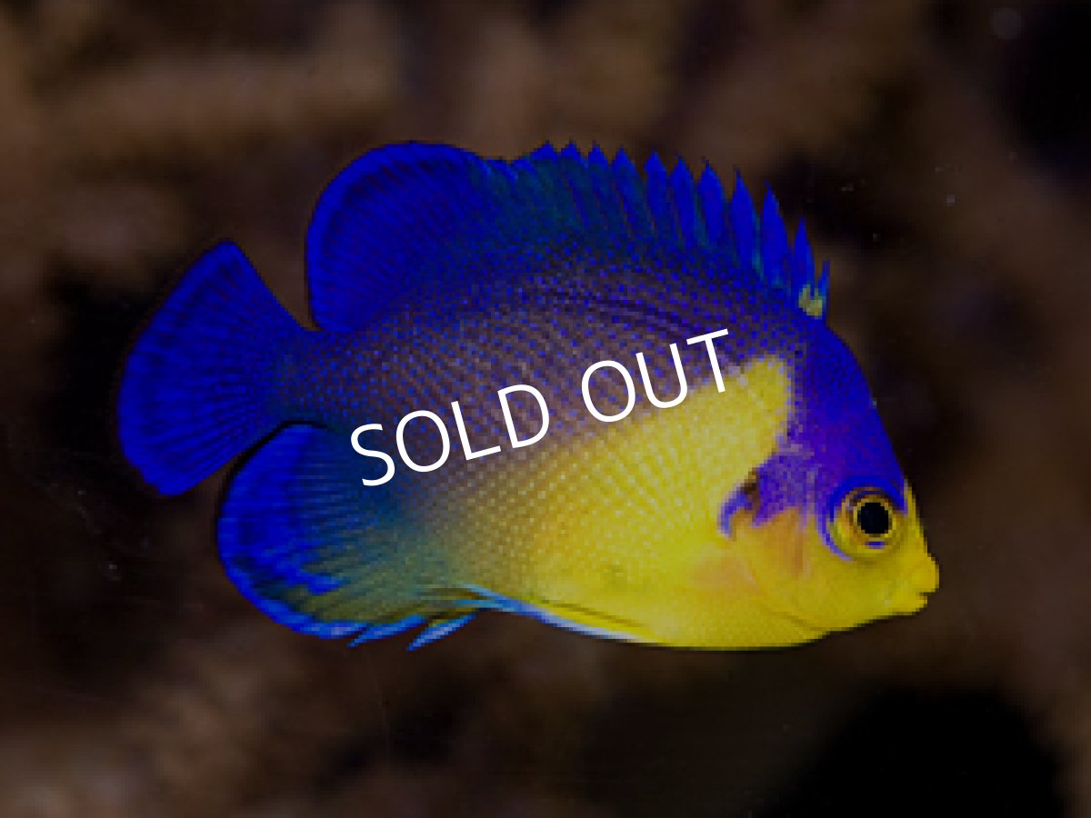 画像2: マニラ産 スミレヤッコ (2)