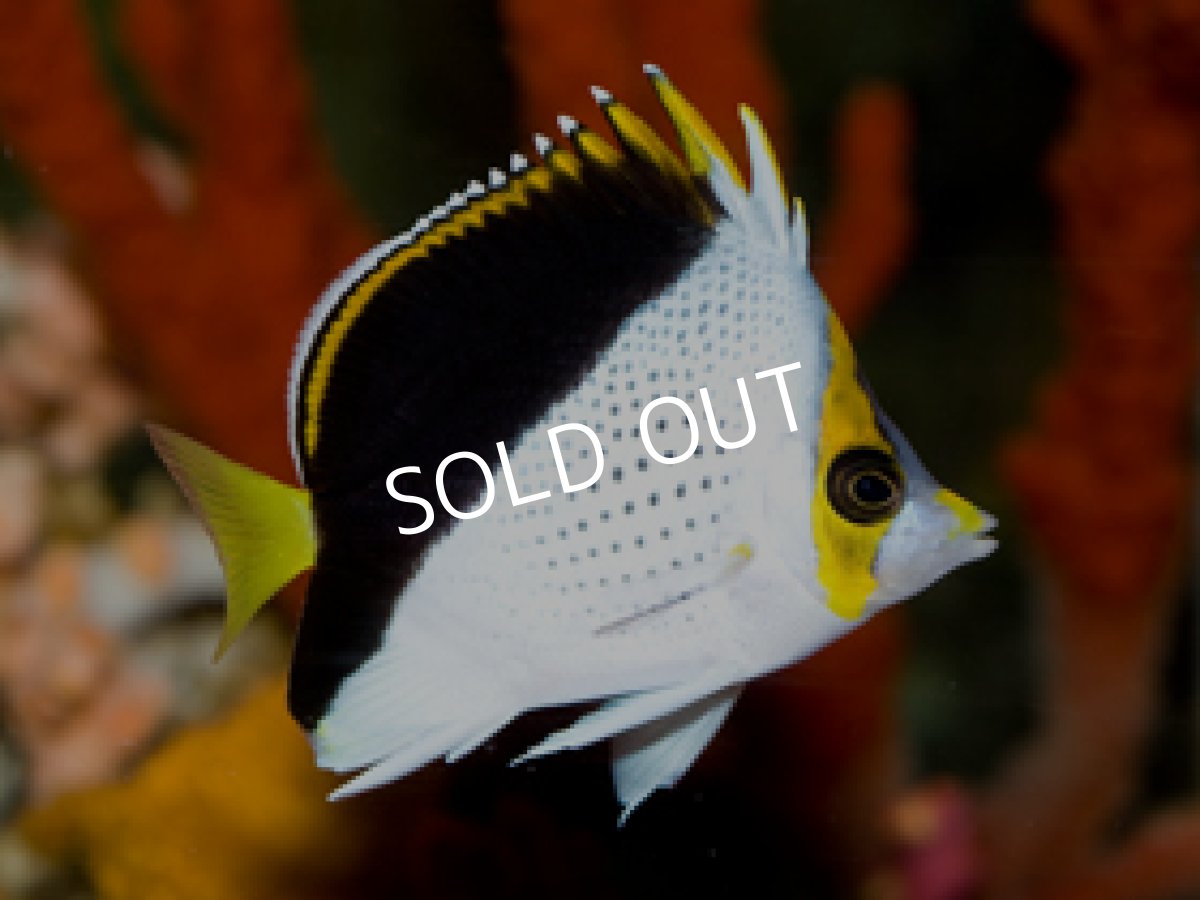 画像2: ティンカーズバタフライ (2)