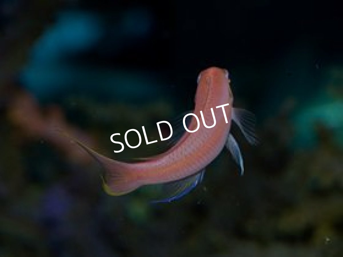 画像2: ヒメハナダイ (2)