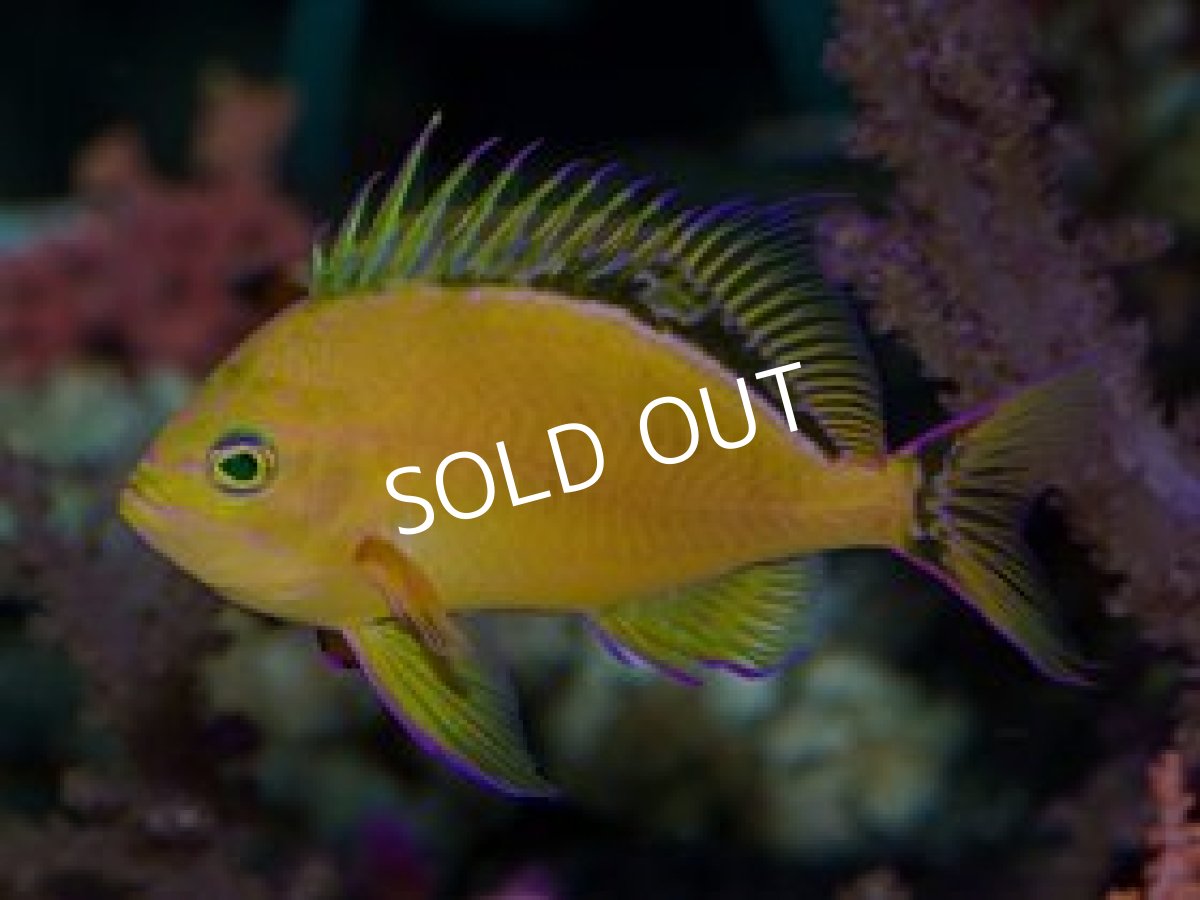 画像2: イエローアンティアス (2)