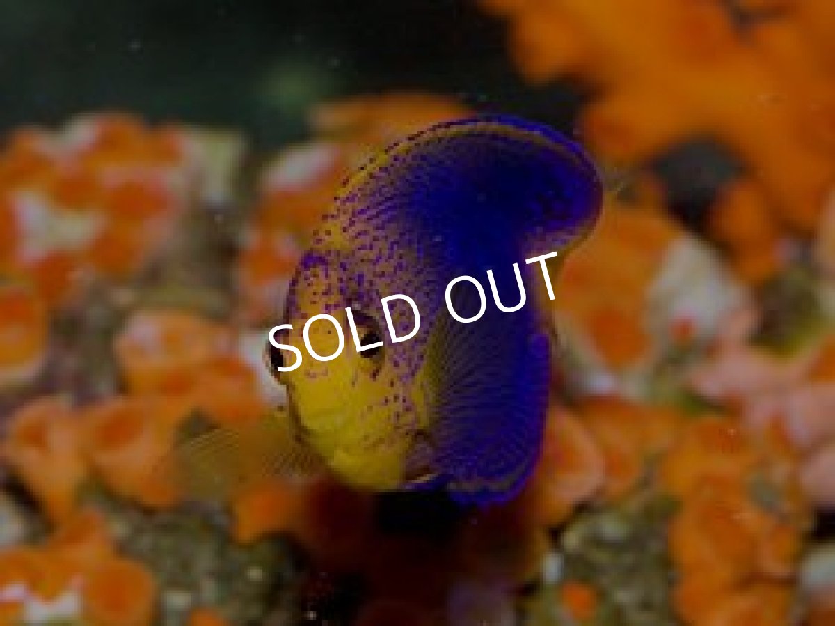 画像2: レンテンヤッコ M (2)