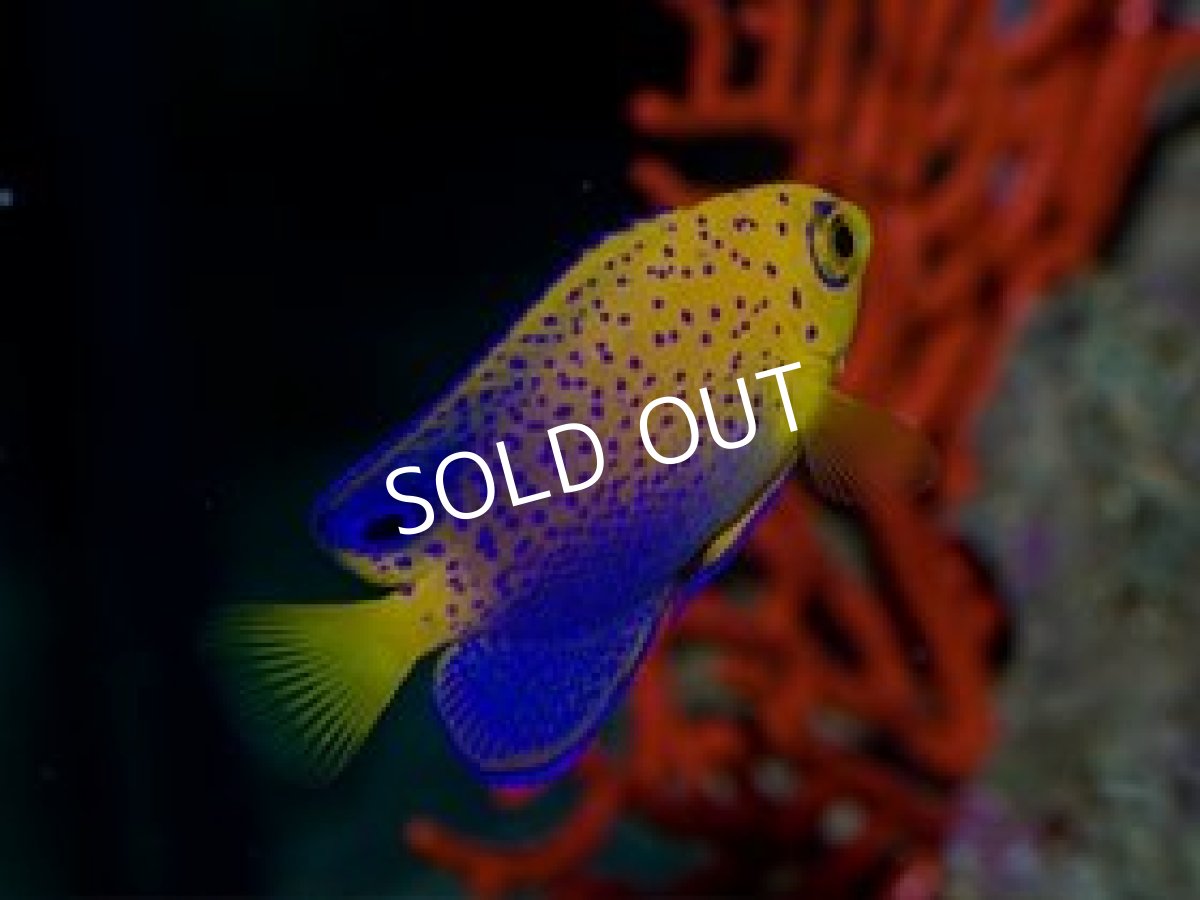 画像3: レンテンヤッコ SM (3)