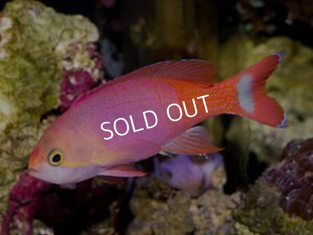 画像3: ペインテッドアンティアス ペア (3)