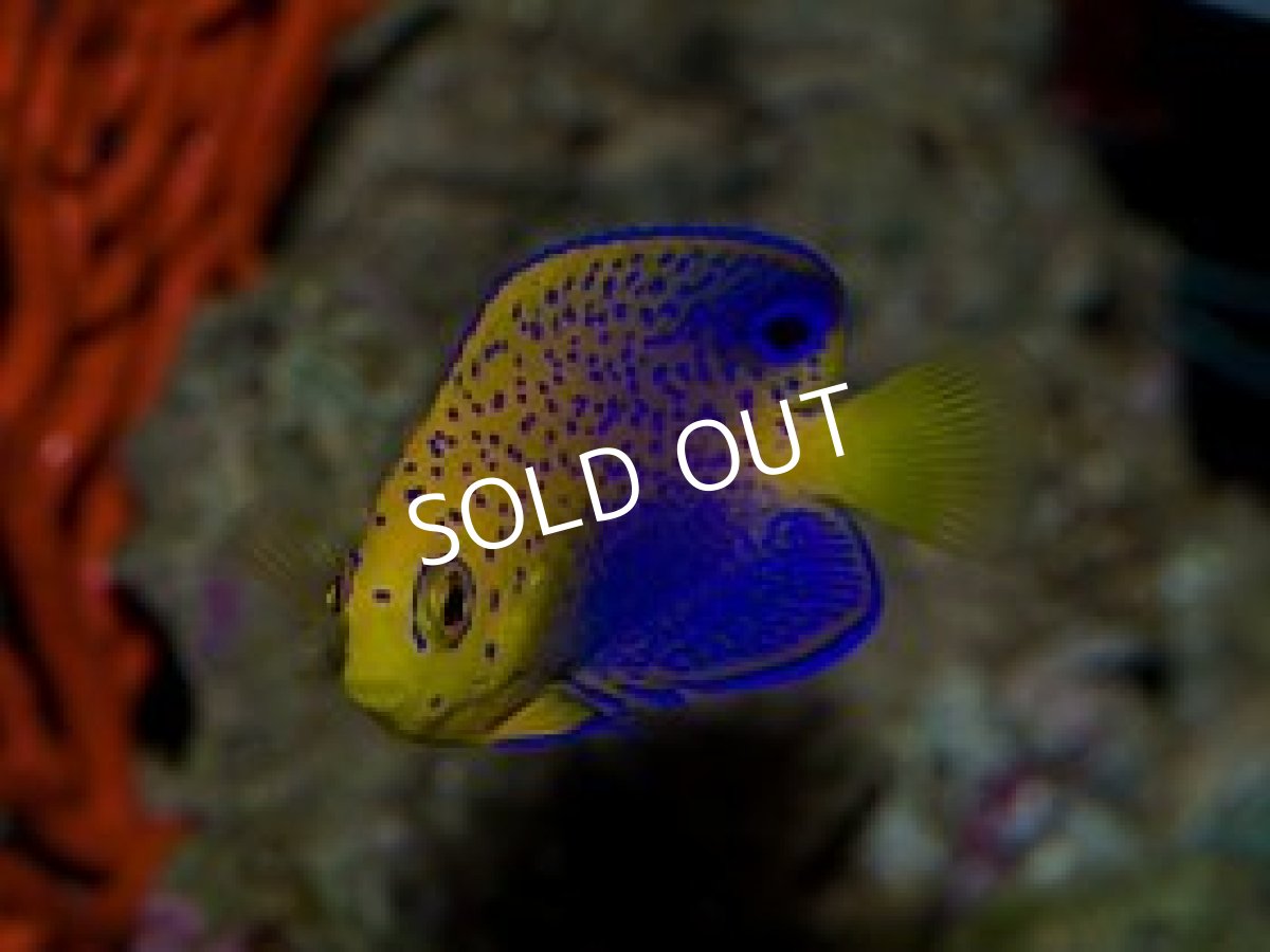 画像2: レンテンヤッコ SM (2)