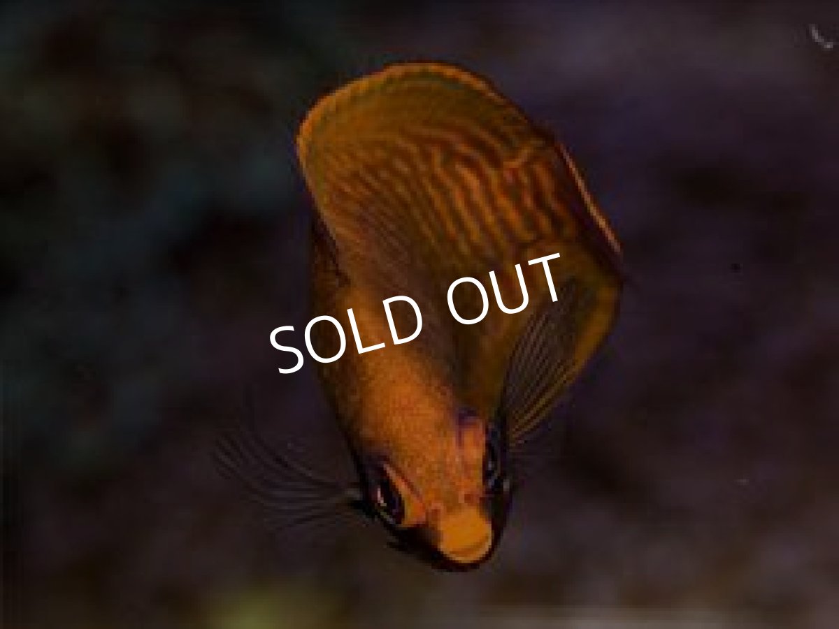 画像2: ゴールデンエンゼル (2)