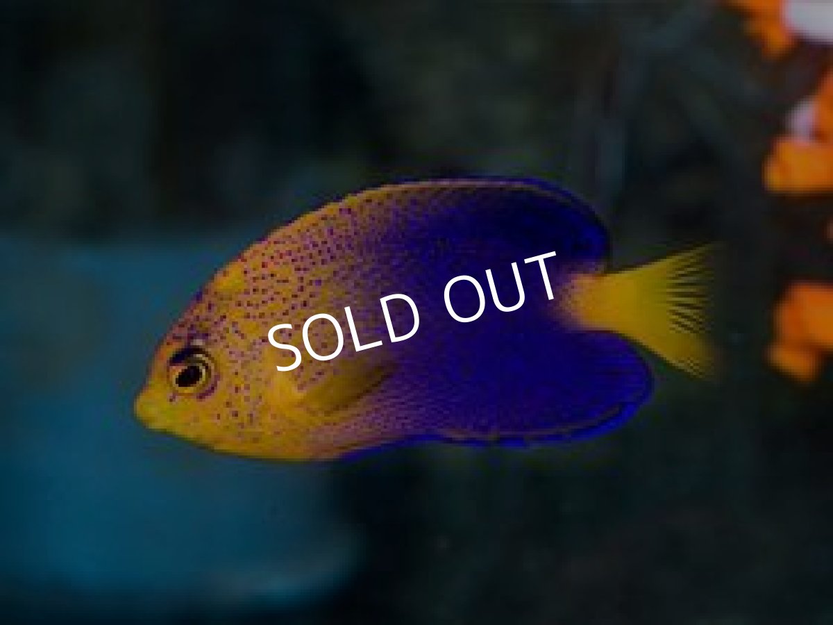 画像3: レンテンヤッコ M (3)