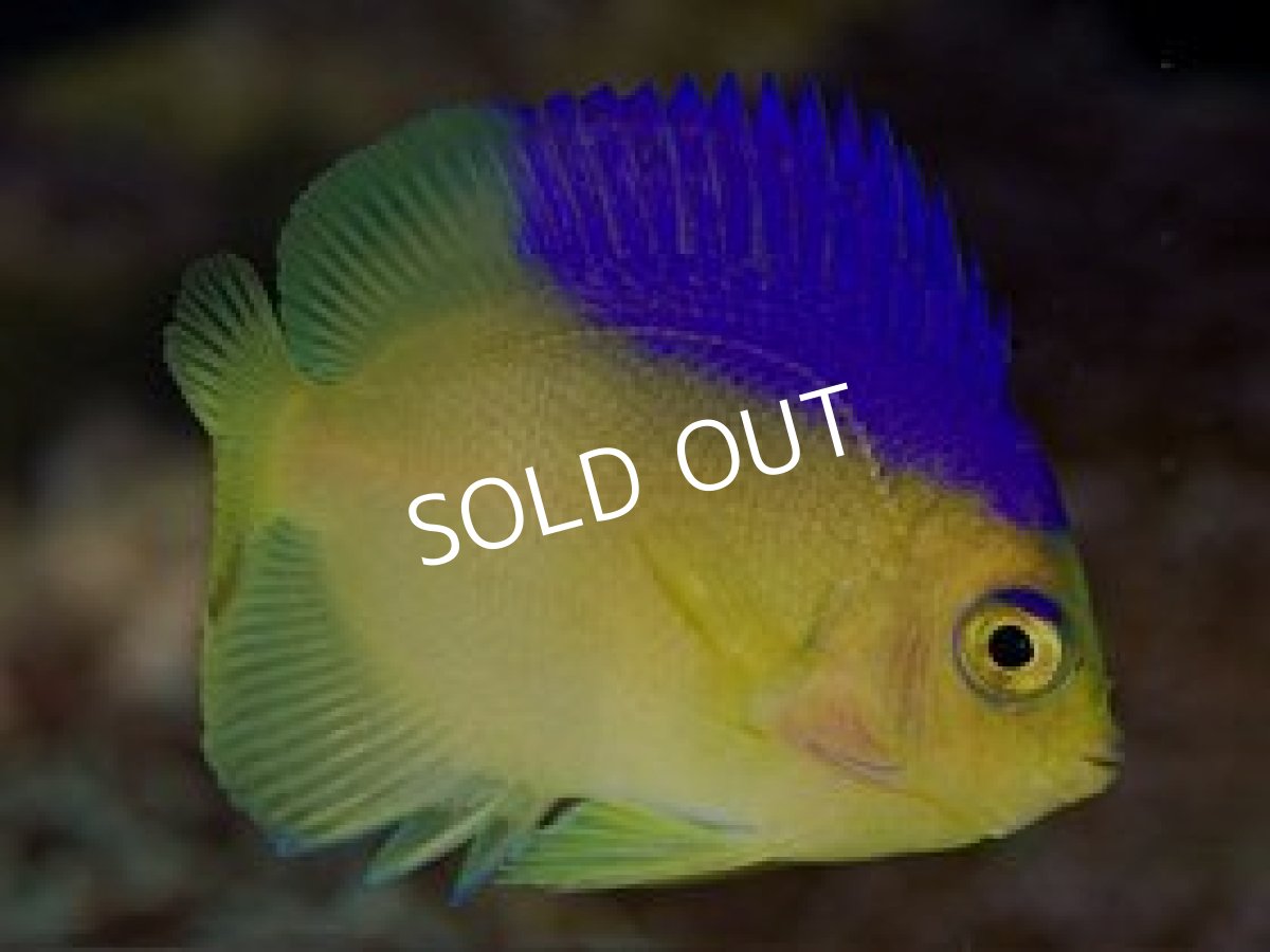 画像2: コリンズピグミーエンゼル 2 (2)