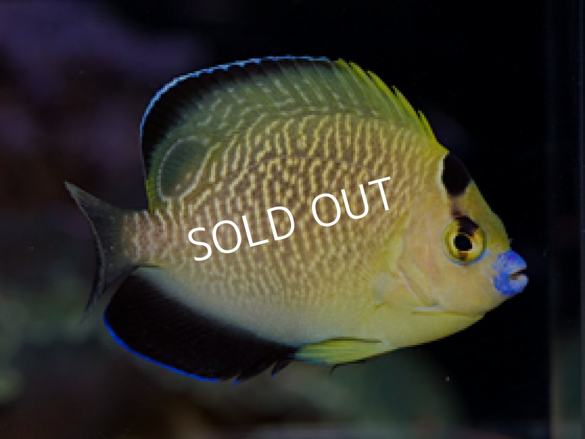 画像2: ゴールドフレークエンゼル (2)