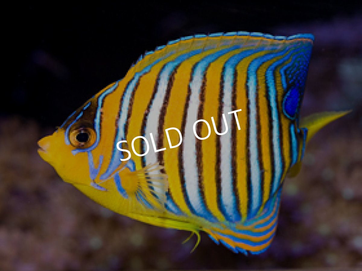 画像2: インドニシキヤッコ No.1 (2)