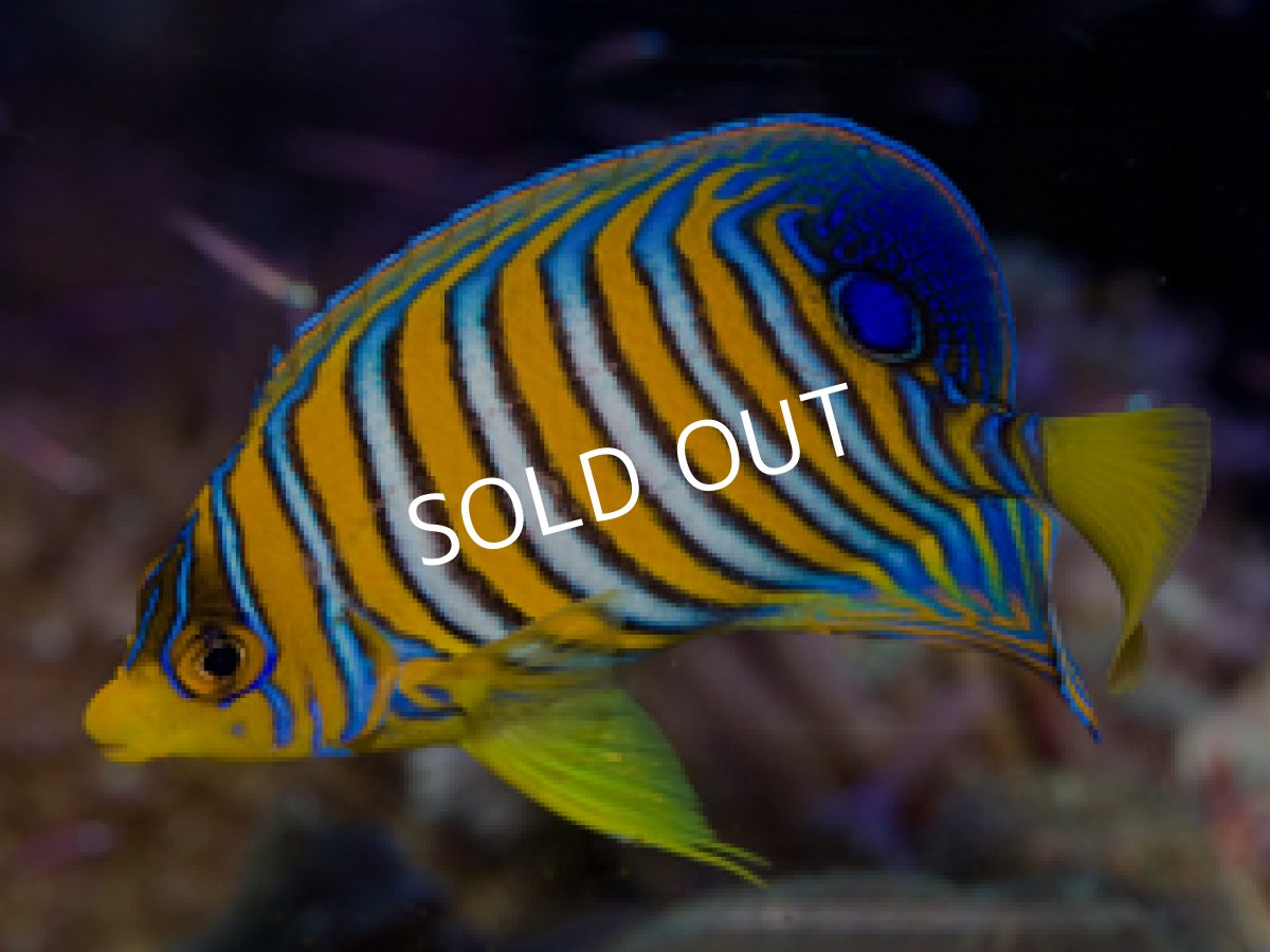 画像2: インドニシキヤッコ No.2 (2)