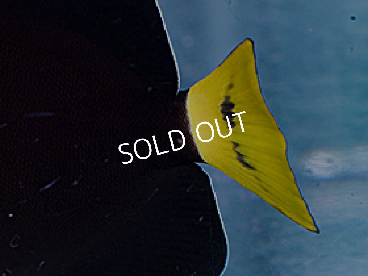 画像2: パソニファーエンゼル ML (2)