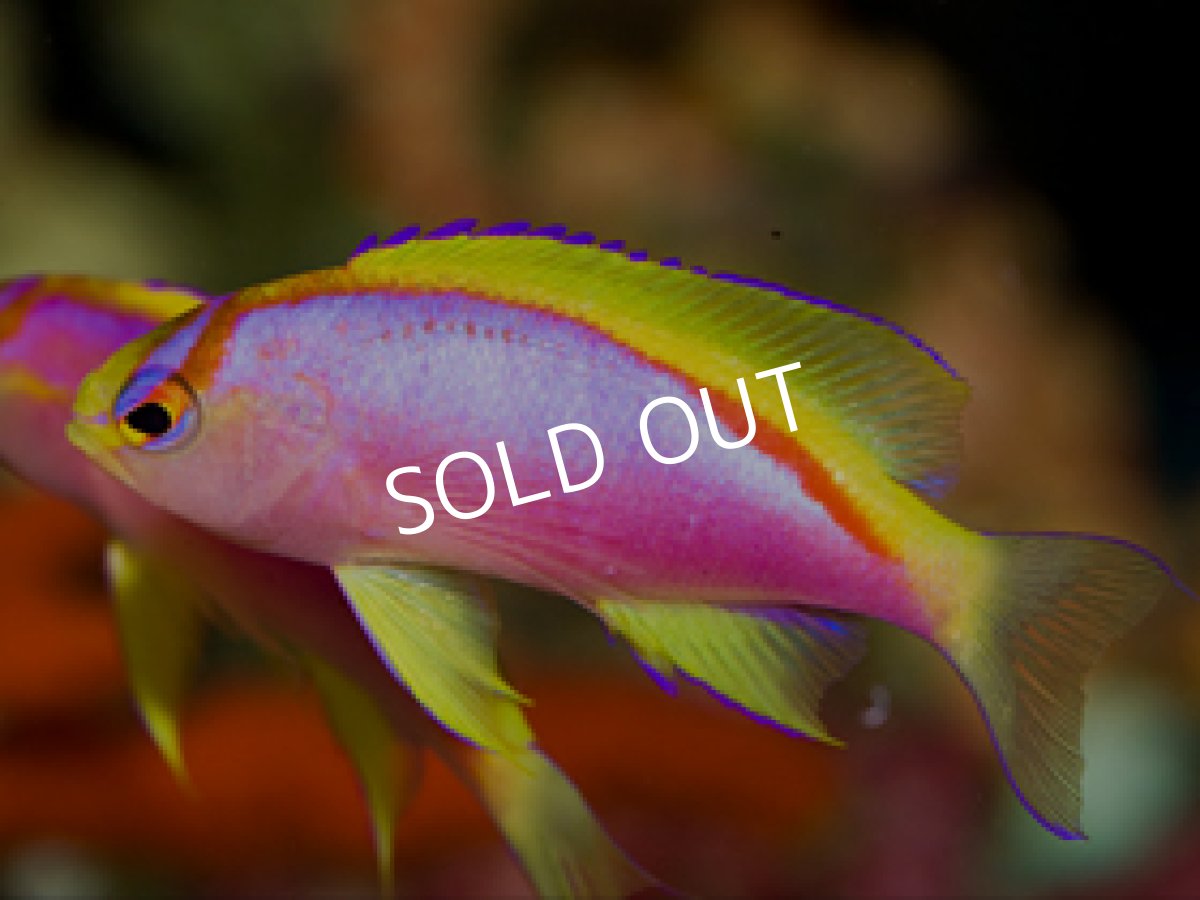 画像2: ニューカレドニア産　ベントラリスアンティアス　トリオ (2)