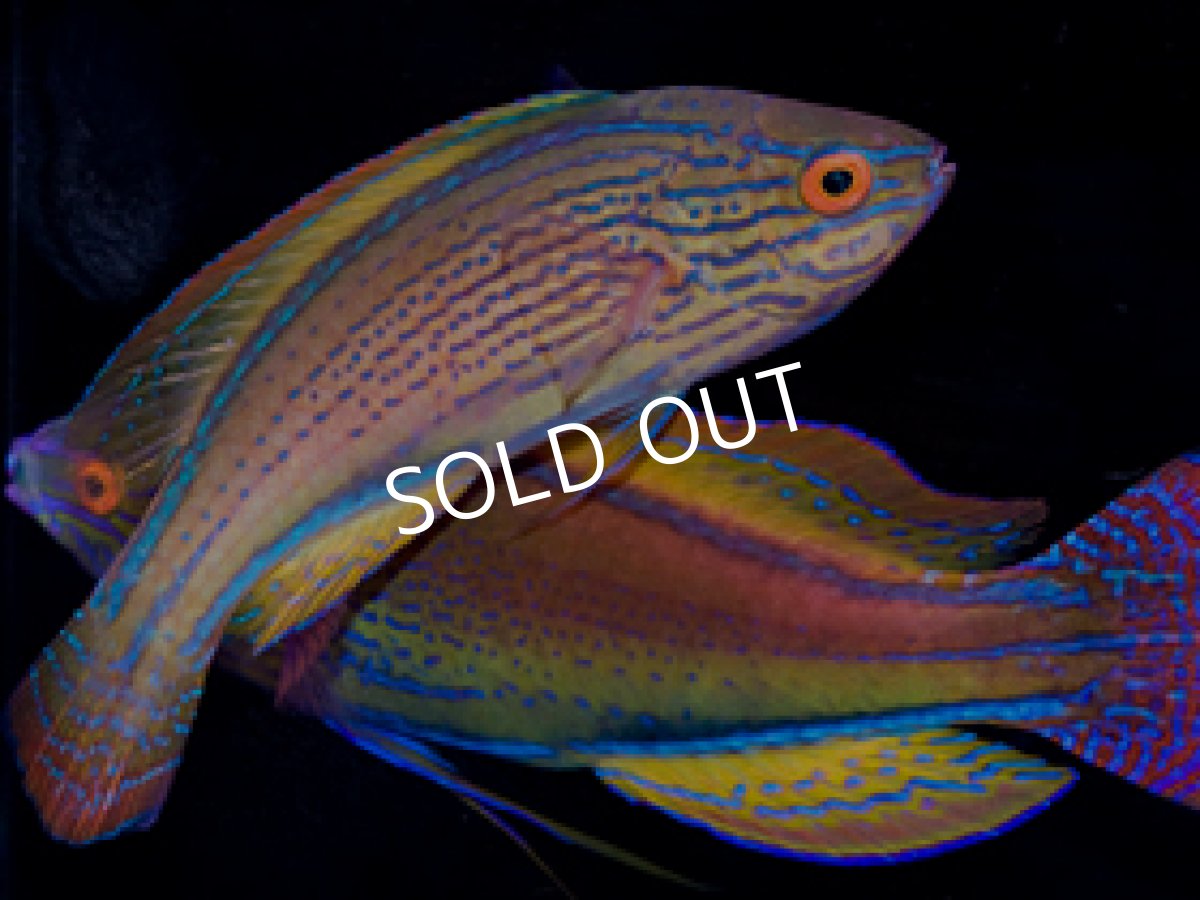 画像2: ラインドフェアリーラス ペア (2)