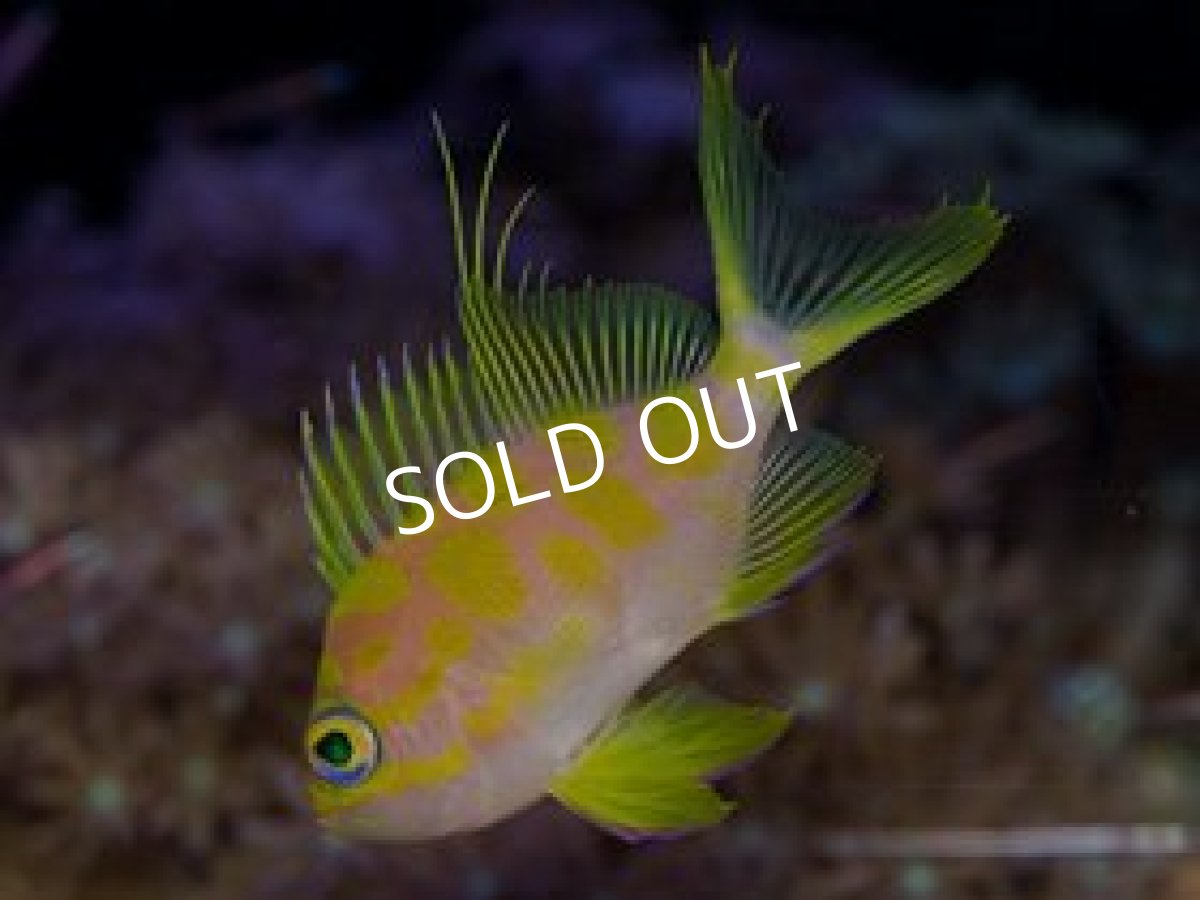 画像2: マダラハナダイ 02 (2)