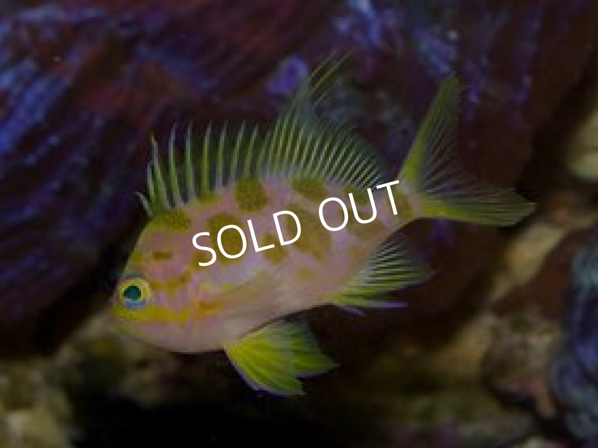 画像2: マダラハナダイ　01 (2)