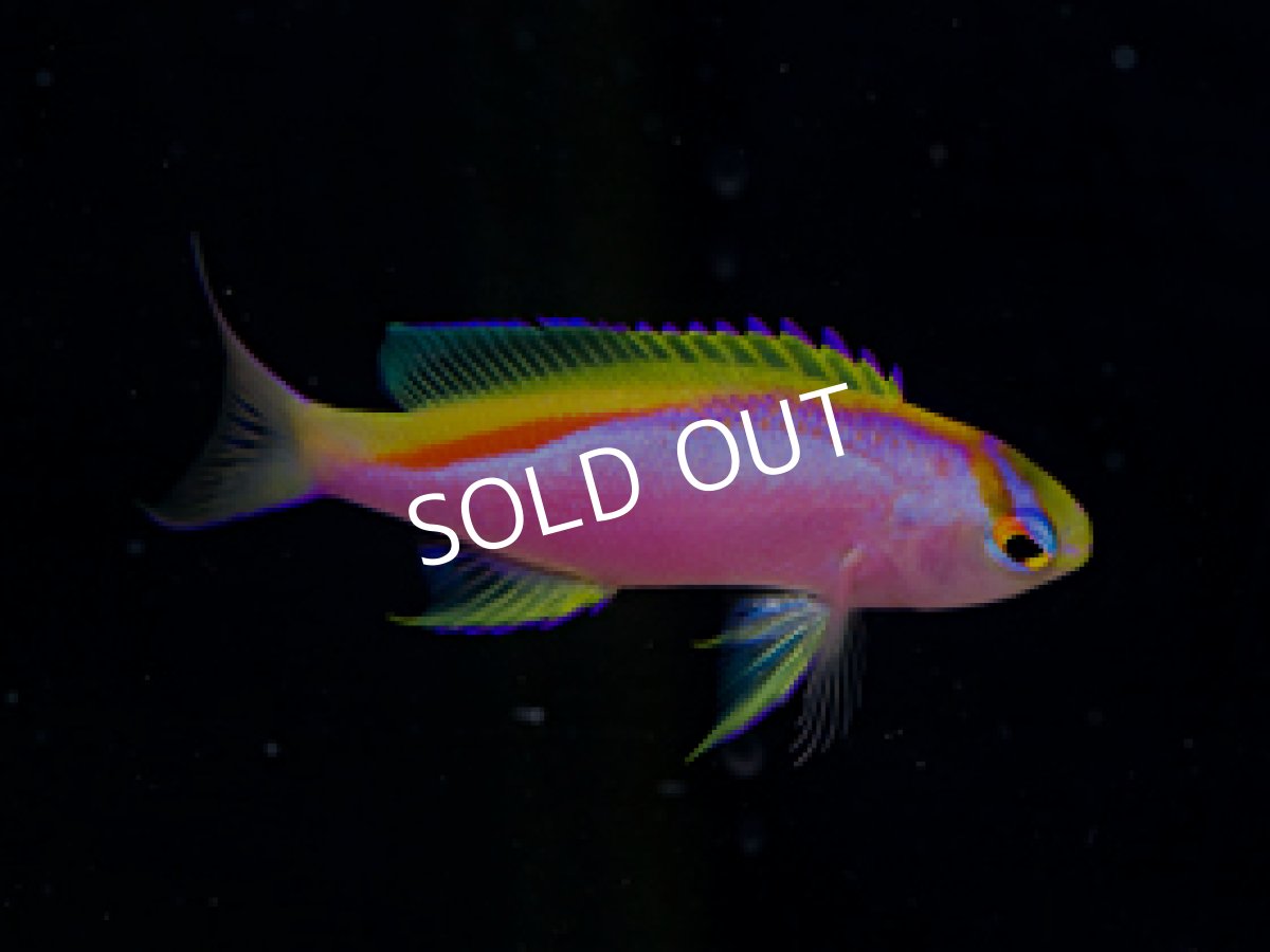 画像2: クック産 ベントラリスアンティアス ペア (2)