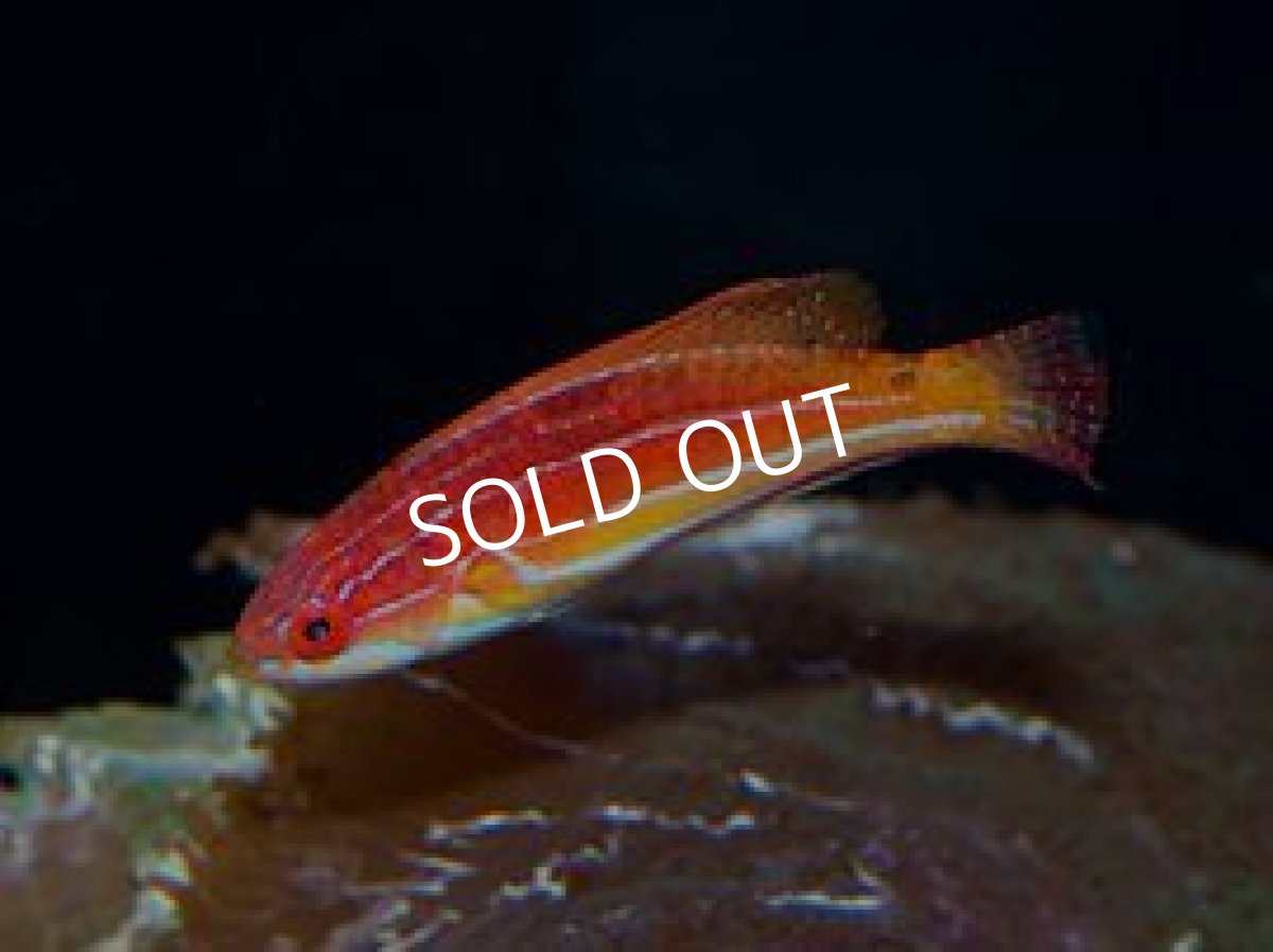 画像3: セイシェルズフェアリーラス　ペア (3)