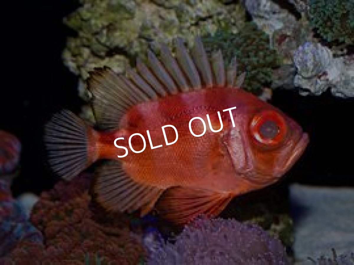 画像2: ポップアイカタルファ (2)