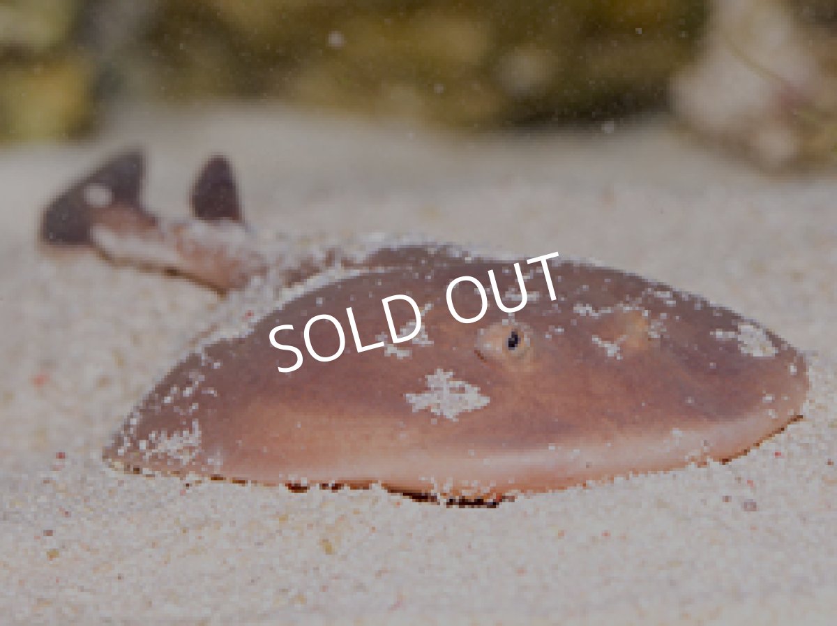 画像2: シビレエイ (2)