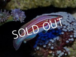 全商品 - 海水魚専門店 ceppo onlinestore (Page 28)