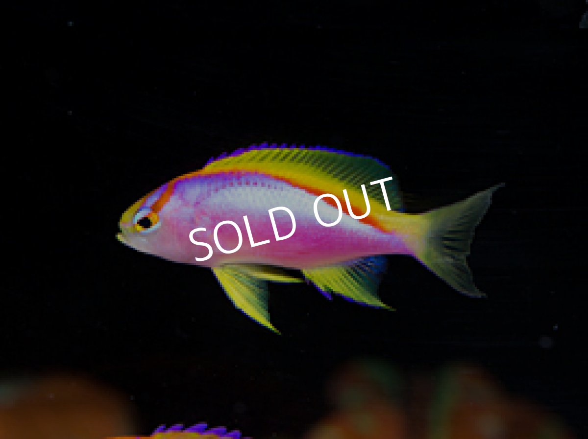 画像3: ニューカレドニア産　ベントラリスアンティアス　トリオ (3)