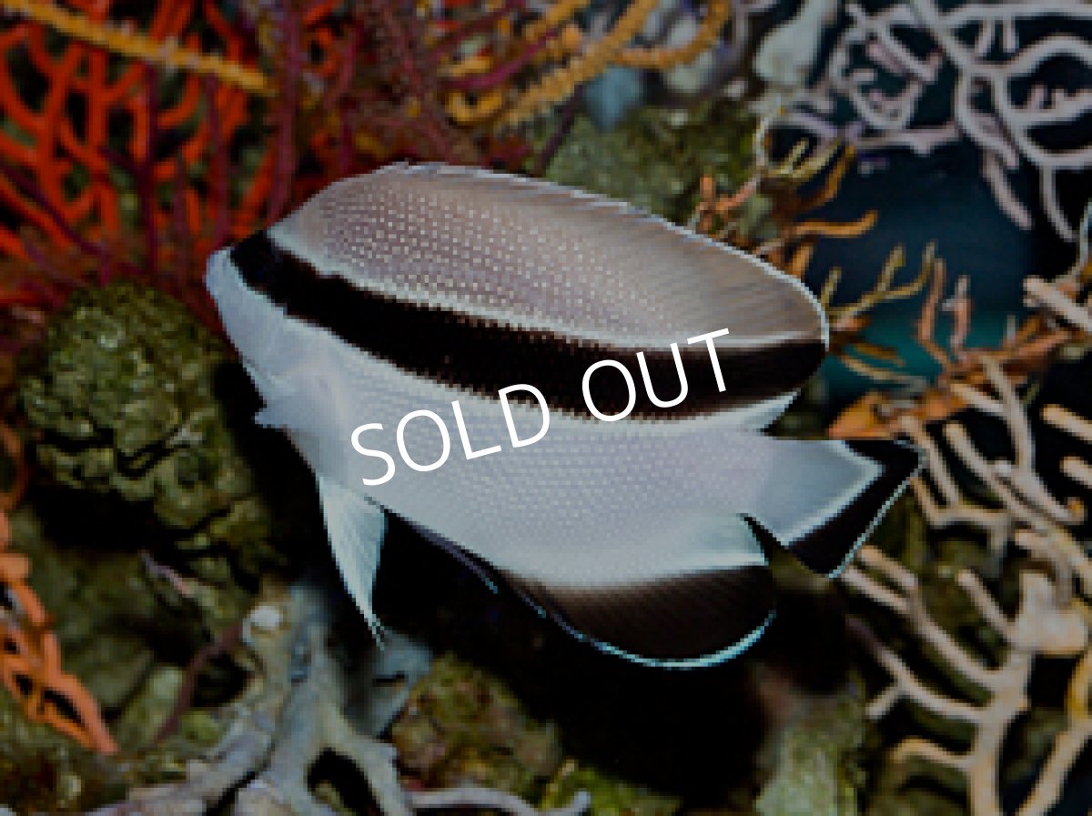 画像2: ブラックバンデッドエンゼル (2)