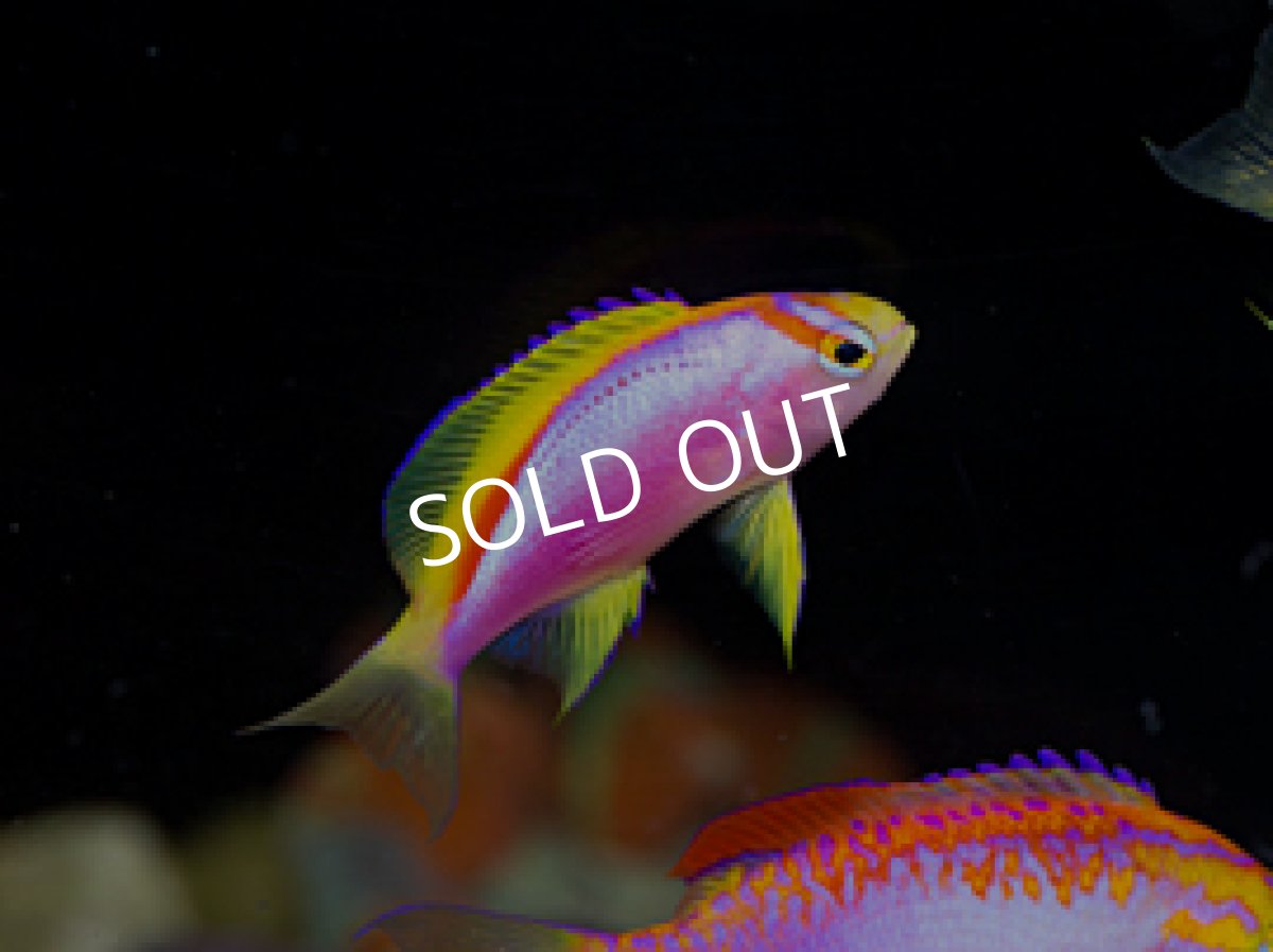 画像2: ニューカレドニア産　ベントラリスアンティアス　トリオ (2)