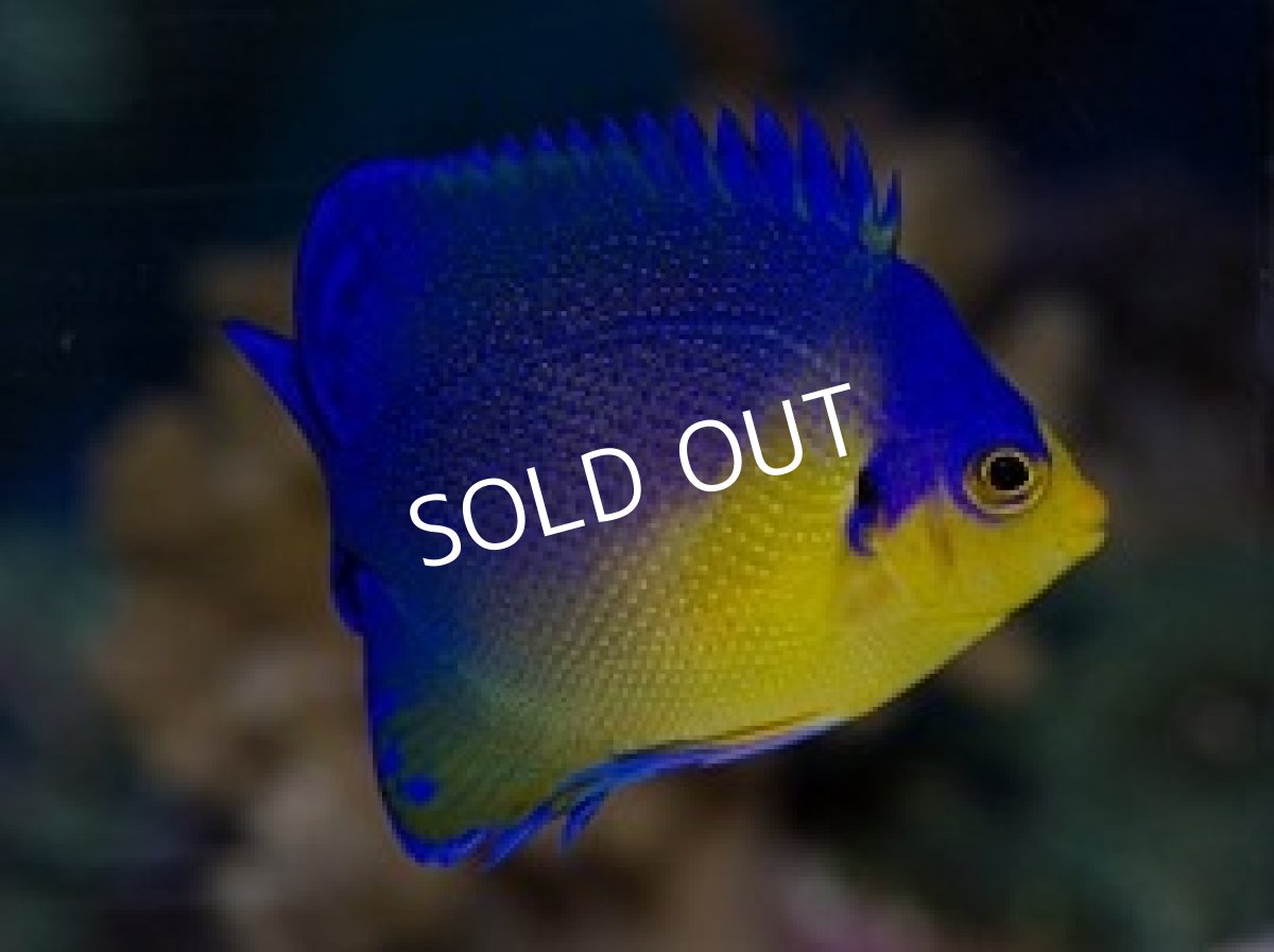 画像2: 八重山産 スミレヤッコ No.2 (2)