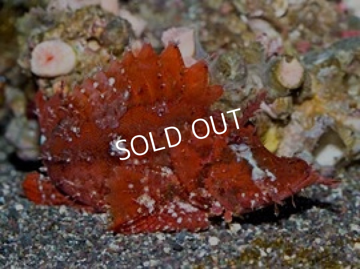 画像2: ニセボロカサゴ (2)