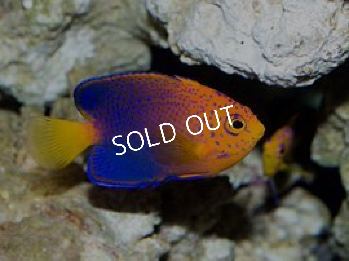 画像2: レンテンヤッコ SM (2)