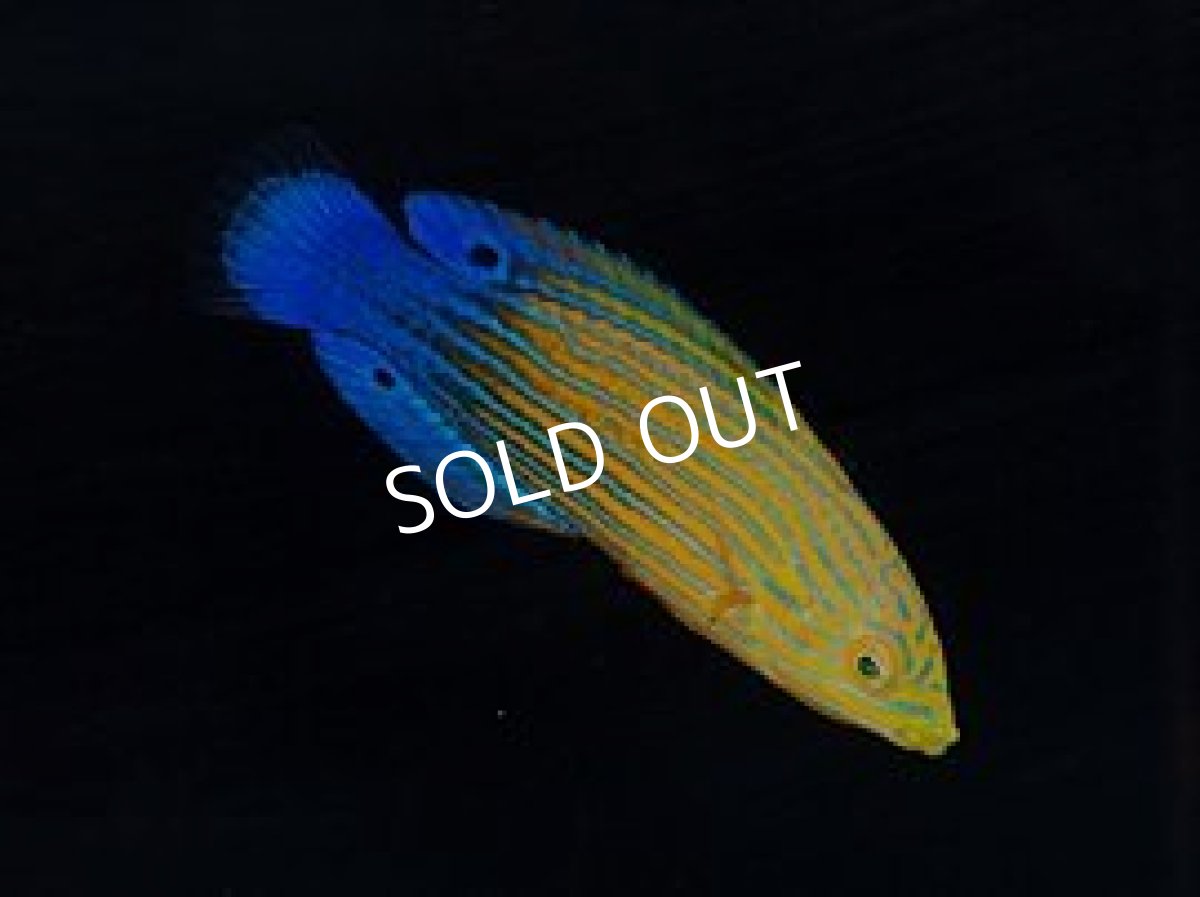 画像2: フェミニンラス(サウスシーズラス) (2)