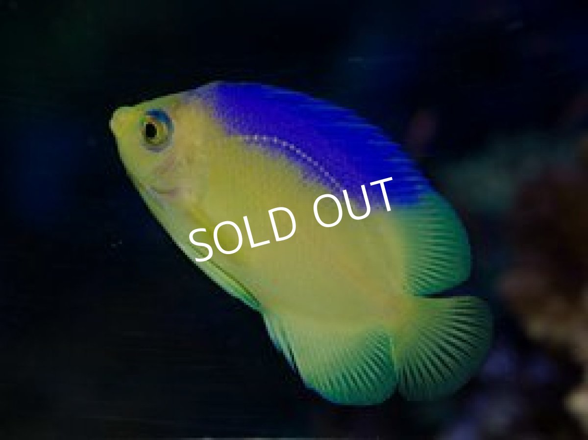 画像2: セブ便 コリンズエンゼル (2)