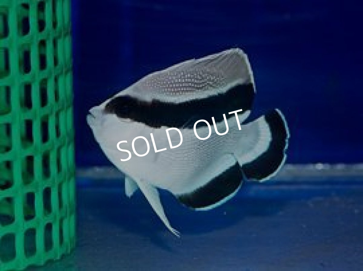 画像3: ブラックバンデッドエンゼル SM (3)