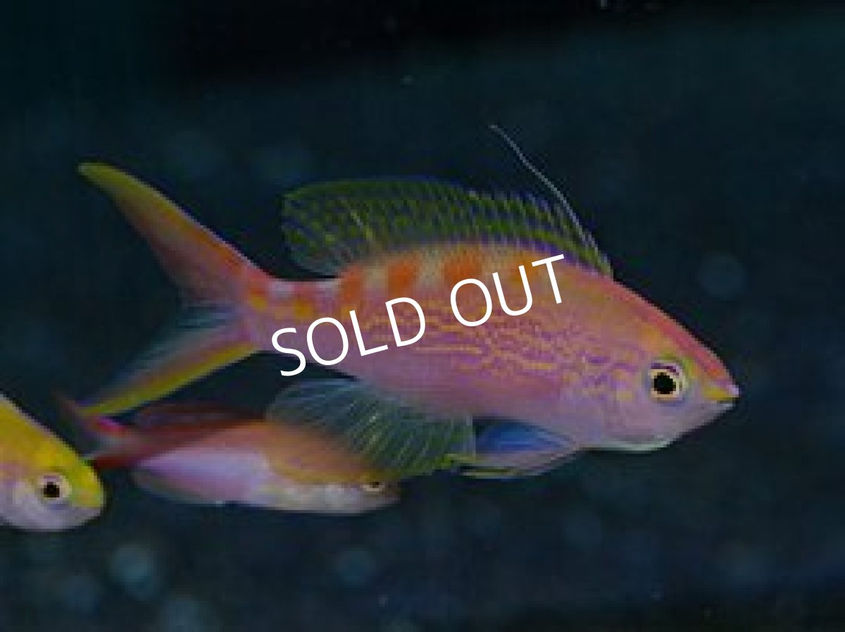 画像2: アサヒハナゴイ♂ LL  (2)