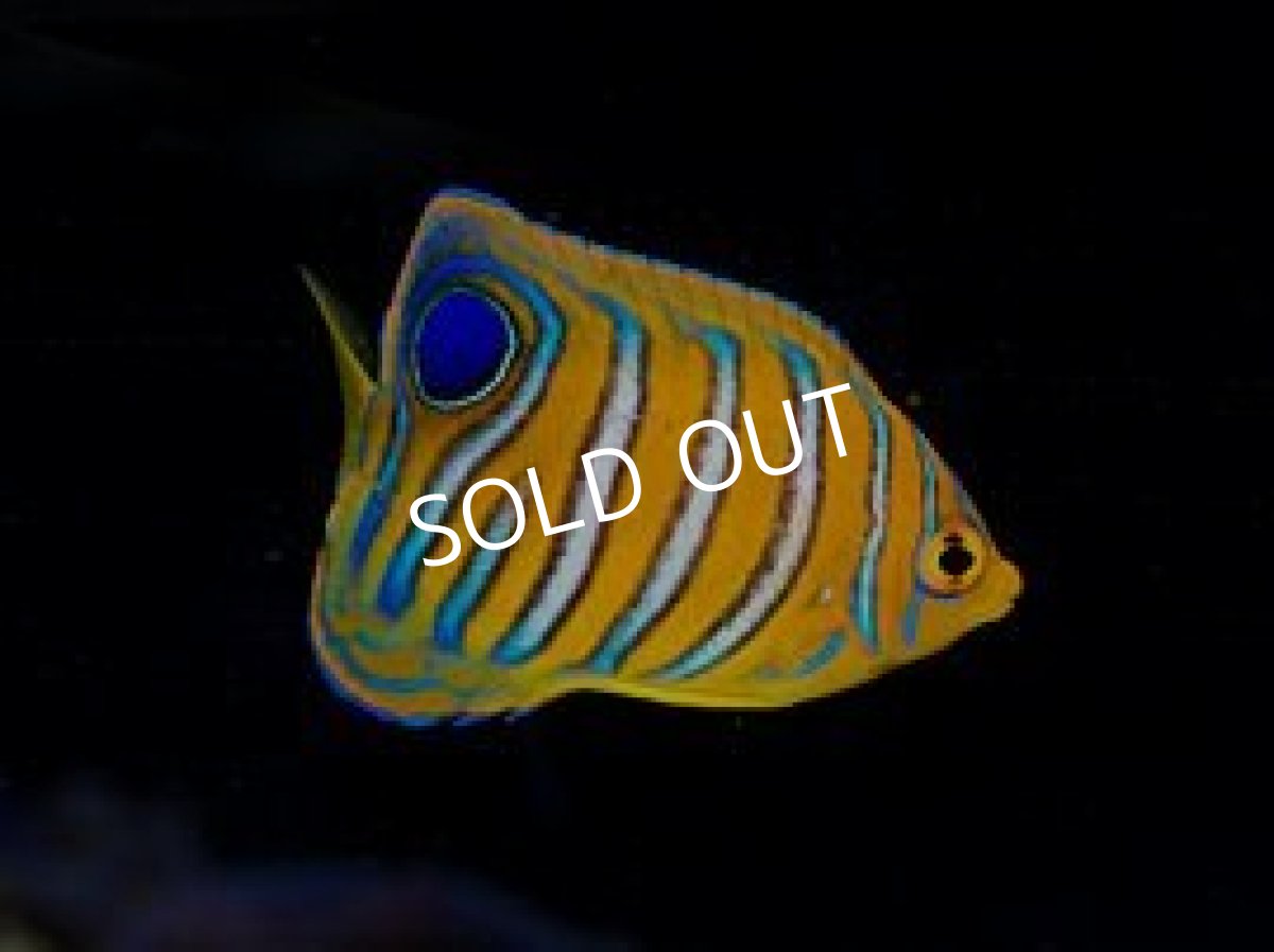 画像3: インドニシキヤッコ S (3)