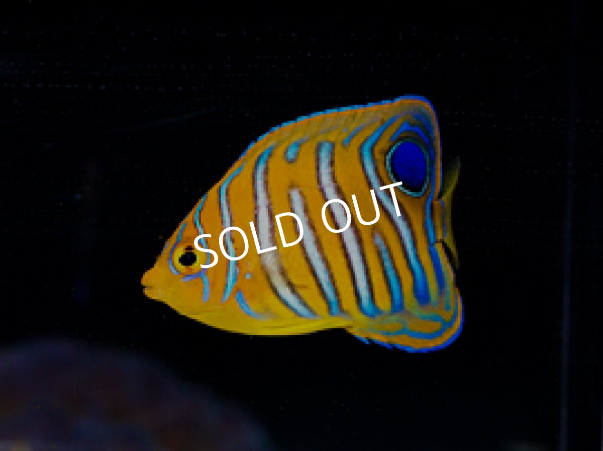 画像2: インドニシキヤッコ S (2)