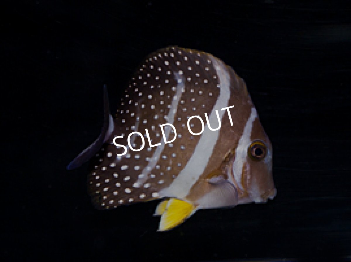 画像2: ゴマニザ (2)