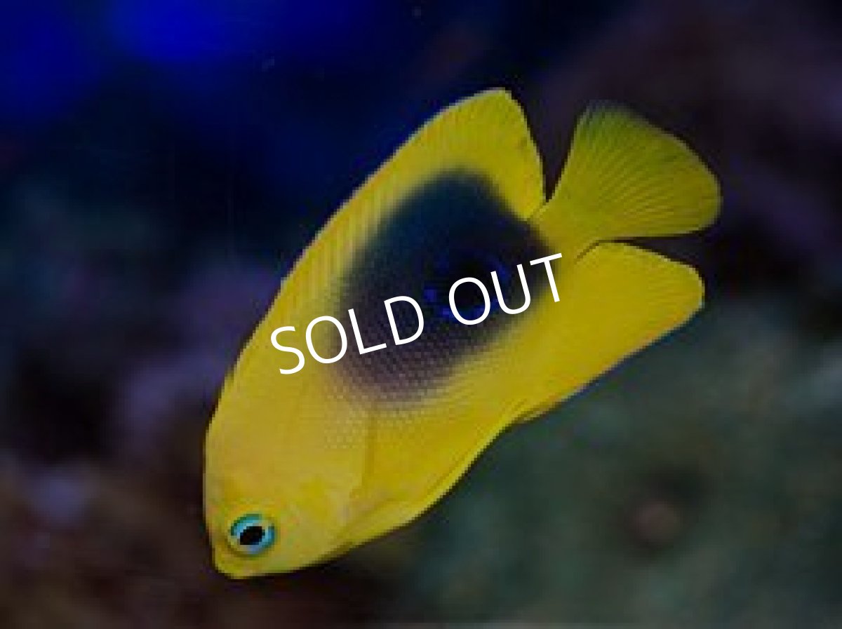 画像2: ロックビューティ juv (2)