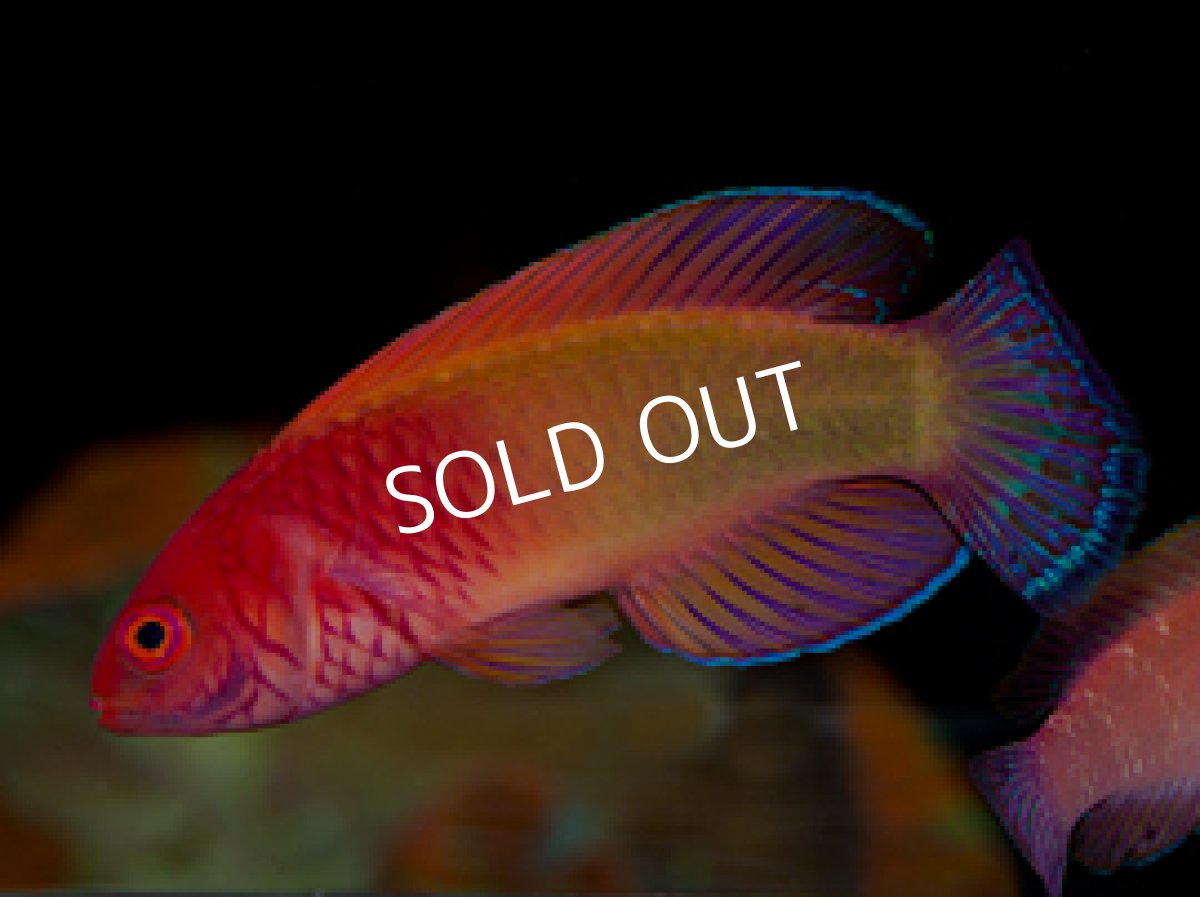 画像2: パープルフェアリーラス ♂♀ (2)