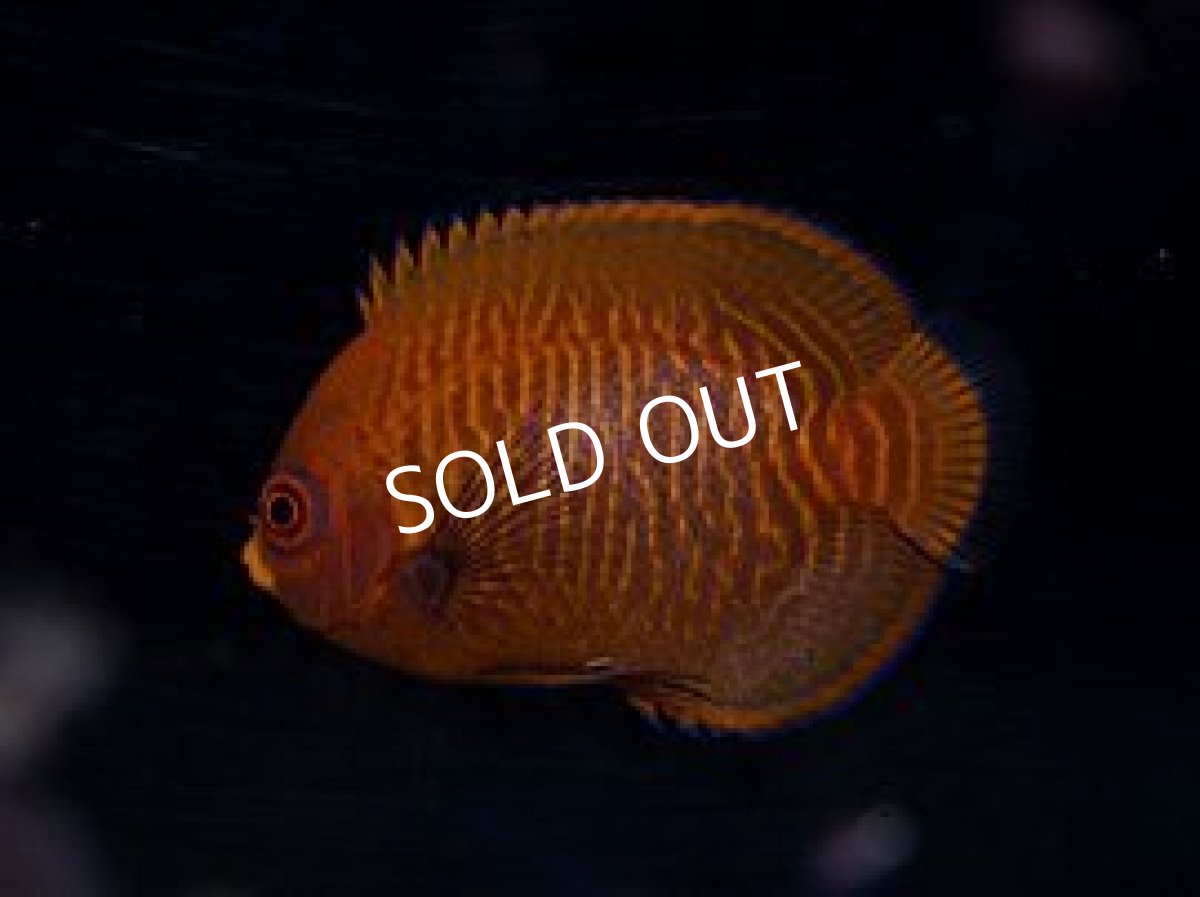 画像3: ゴールデンエンゼル (3)