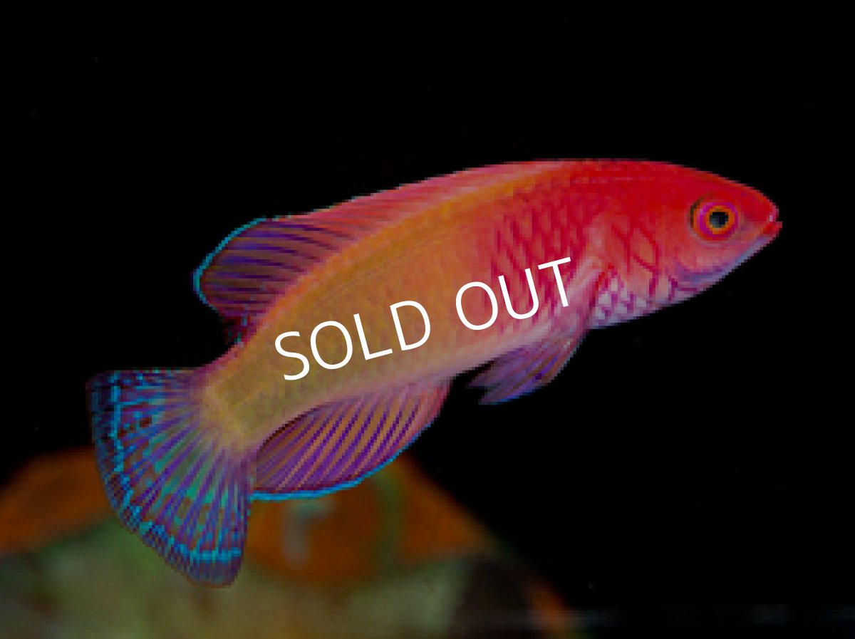 画像4: パープルフェアリーラス ♂♀ (4)