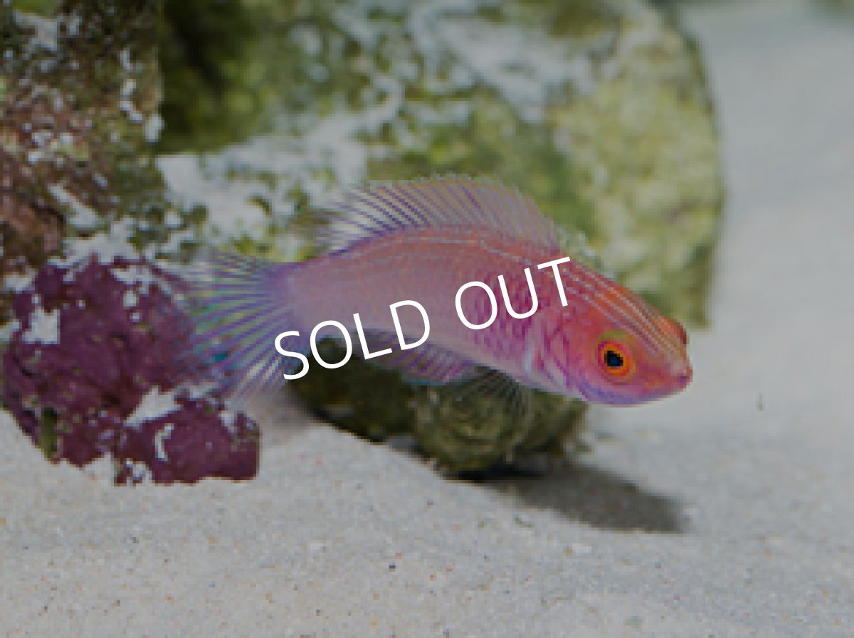 画像3: パープルフェアリーラス ♂♀ (3)