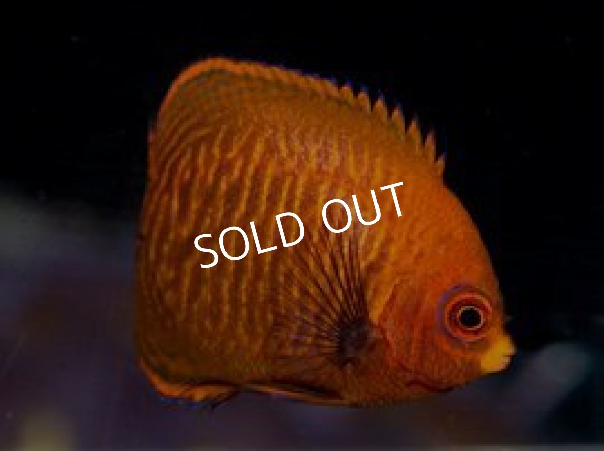 画像2: ゴールデンエンゼル (2)