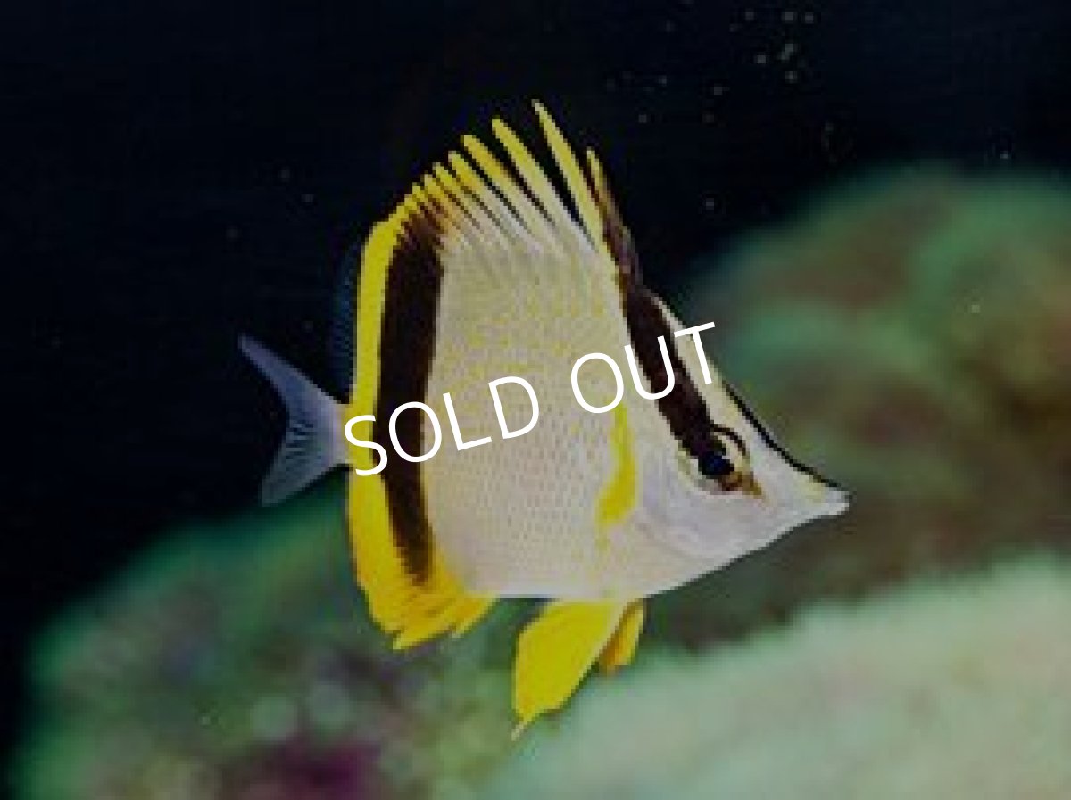 画像2: マルセラバタフライフィッシュ (2)