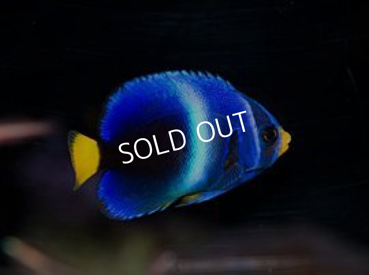 画像2: ウエストアフリカンエンゼル (2)