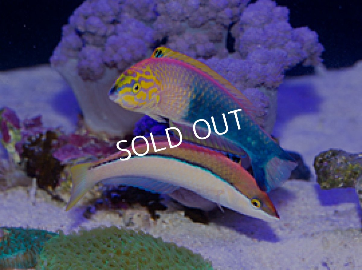 画像3: アタバイラス ♂♀ (3)