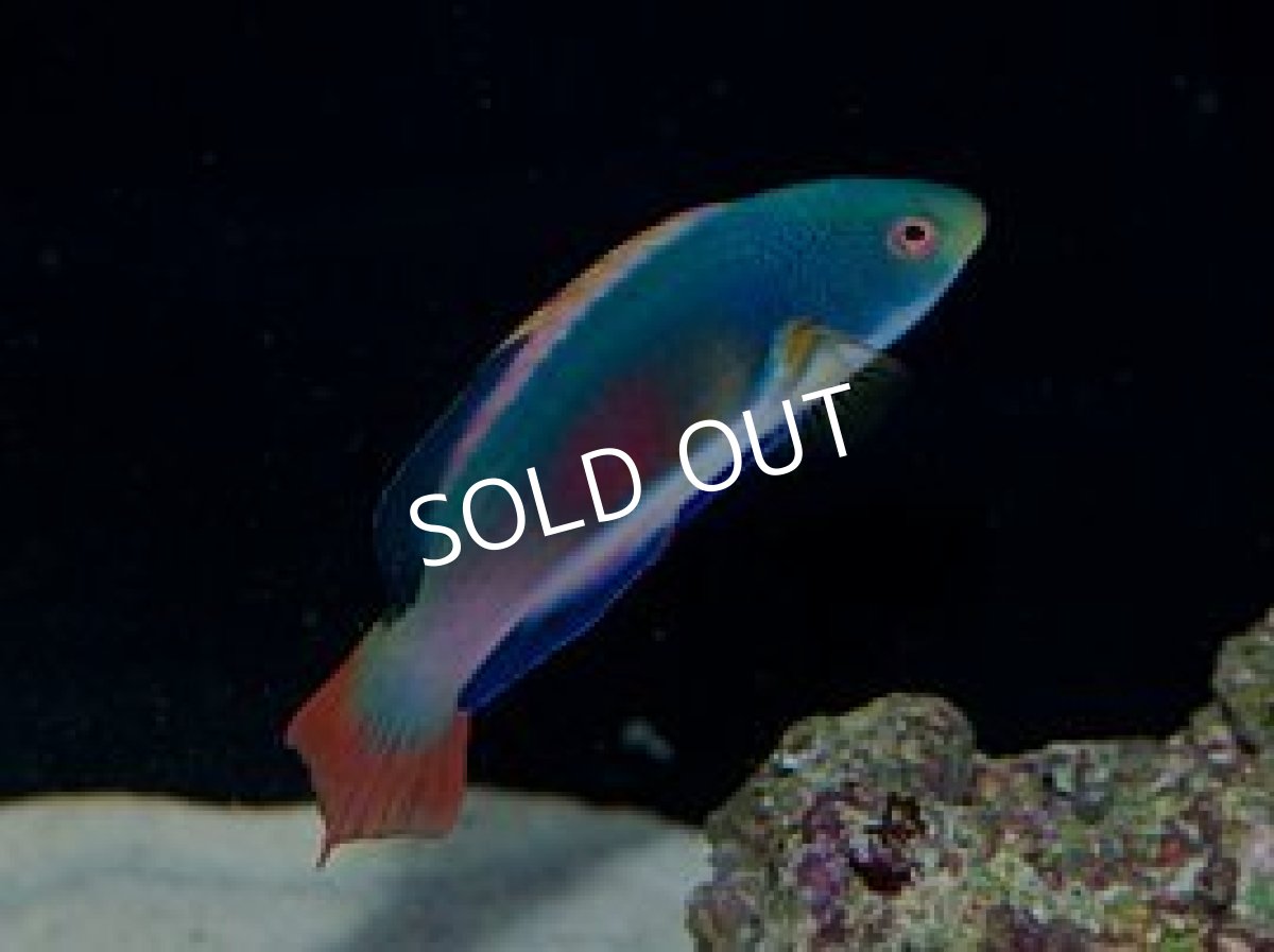 画像2: タヒチ産　スコットラス　♂ (2)