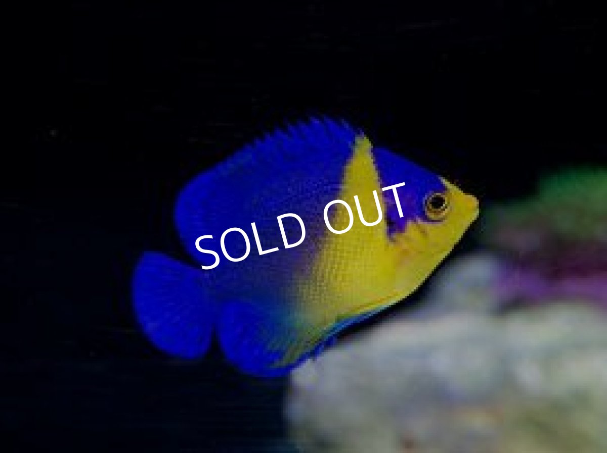 画像2: 八重山産 スミレヤッコ S (2)